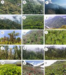 Image result for Helixanthera garciana