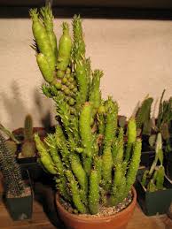 Learn about their characteristics and how to care for these plants. Cactus Identification The Top 10 Most Requested Cacti Ids On Line Guide To The Positive Identification Of Members Of The Cactus Family