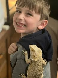 Can bearded dragons eat wild dandelions?