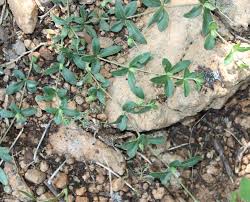 Image result for Blepharis integrifolia