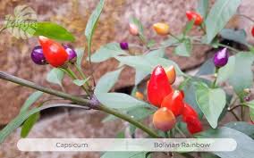 Bolivian rainbow chili bunt 10 samen auch für balkon+zimmer paprika geschenk. Bolivian Rainbow Fesaja Versand