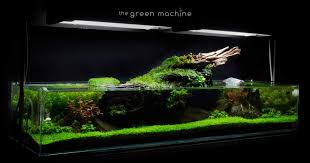 See more of ikan hias, aquascape dan tutorial on facebook. Aquascaping Articles Tutorials Videos The Green Machine Blog