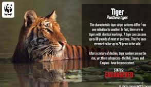 Species Fact Ecards World Wildlife Fund In 2020 Tiger Facts Endangered Animals Information Tiger Species