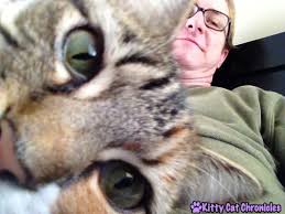 Sunday Selfies With Deli Dad Kitty Cat Chronicles Cats Gopro Camera Gopro