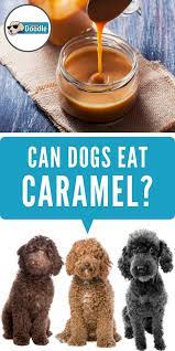 Can Dogs Eat Caramel Is Caramel Bad For Dogs Can Dogs Eat Dog Eating Dog Nutrition