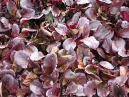 Check spelling or type a new query. Bergenia For Winter Foliage Spring Flowers Gardeners Tips