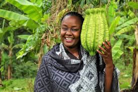 Image result for Telfairia pedata