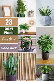 We did not find results for: Lucky Plants To Attract Prosperity Positive Energy And Good Luck Indoors