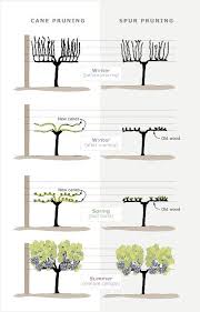 Bodegas Cepa 21 Cepa21bodegas Grape Vine Pruning Grape Trellis Garden Vines