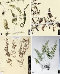 Image result for Abrodictyum rigidum