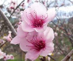 Image result for Prunus persica