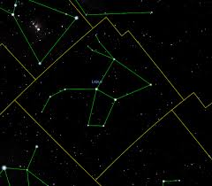 Image result for Leptaulus