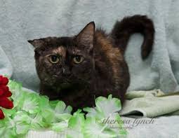 Adopt Shadow Torti On Petfinder Cat Adoption Quiet Girl Tortoise Shell Cat