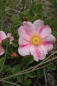 Camellia native plants arkansas nativity the nativity birth. Wildflower Farm Beautiful Flowers Garden Wild Flowers Woodland Flowers