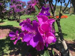 Learn about 62 purple flower types, plus other types of flowers and the meaning of rose colors. Stories A Sea Of Dark Purple Blooms Centennial Parklands