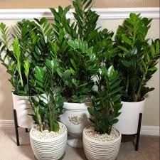 Bunga cukup indah serta eksotik dengan warna yang tidak umum, yakni kuning. Tanaman Hias Daun Zamioculcas Shopee Indonesia