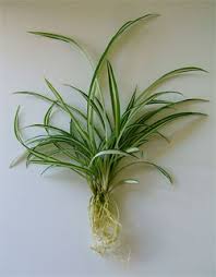Regular price sale price $14.90. Where To Buy Spider Plants Seeds Cuttings More