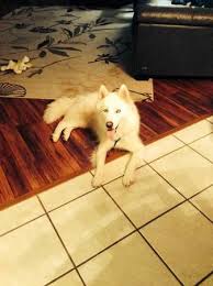 Hide this posting restore restore this posting. Lostdog 12 09 56 Houston Tx Kingwood Glenn 832 205 3450 Http Houston Craigslist Org Pet 4237526296 Html Losing A Dog Find Pets Pets