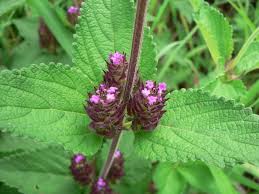 Image result for Lantana ukambensis