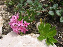 Image result for Synandrodaphne paradoxa