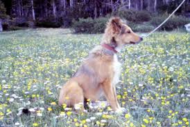Shelties have a double coat, and often shed a lot of the time, no matter the season. Sheltie Hair Cuts Shelties Livejournal