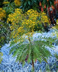 Image result for Sonchus wilmsii