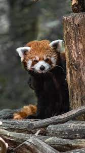 Red Fox Panda On Wild Cute Face With Beautiful Panda Look And Eyes Follow Us For More Images Animal Photo Animals Panda Images