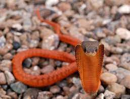 Egyptian Cobra Repteis Repteis E Anfibios Ofidios