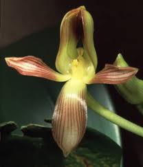 Image result for Bulbophyllum sp. nov
