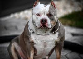 amazing american bully transformations from puppies to adults american bully american bully kennels bully breeds