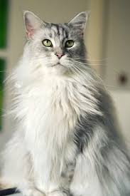 The maine coon breeders and fanciers association was founded in 1968 to preserve, protect and promote the maine coon cat. How Much Do Maine Coon Cats Eat Feeding Guide Diet Faqcats Com