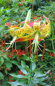 This is your last chance, tiger lily! Using Georgia Native Plants Georgia Lilies