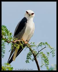 The Look Black Shouldered Kite Beautiful Birds Pet Birds Pretty Birds