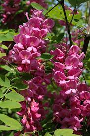It is endemic to a few small areas of the united states. Purple Robe Locust Robinia Pseudoacacia Purple Robe In Boston Hopkinton Chelmsford Hingham Middleborough Massachusetts Ma At Weston Nurseries