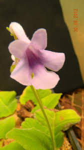 Image result for Streptocarpus rhodesianus