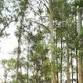 Nannup Music Festival event image