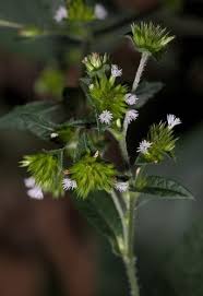 Image result for Elephantopus