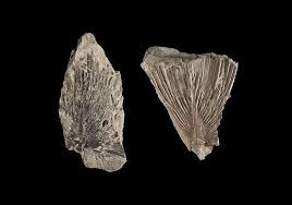 Image result for Macrotyloma rupestre × densiflo