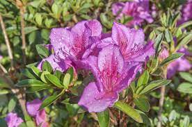 Azalea Fertilizing Schedule Tips On When And How To Feed Azaleas