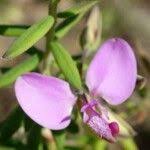 Image result for Polygala sadebeckiana