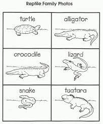 Lizards1 Jpg 664 800 Pixels Reptiles Preschool Pre K Lesson Plans Preschool Lesson Plans