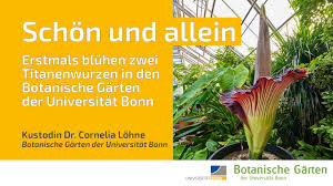 In den botanischen gärten bonn werden über 10.000 pflanzenarten kultiviert. Die Titanen Wurz Hat Gebluht Bonn Fur Alle