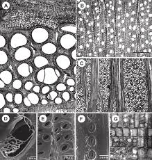 Image result for Cassinopsis tinifolia