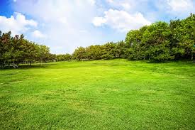Fill your cart with color today! How To Get Rid Of Moss In Lawn Absolute Lawn Pros
