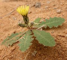 Image result for Launaea