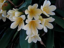 From £77.99£64.99 (ex vat) (vat. Clivia Miniata Natal Lily Flowers Bush Lily White Yellow Green Leaves Stamen Deep Yellow Pollen Plant Pikist