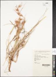 Image result for Andropogon amethystinus