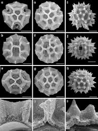 Image result for Hirpicium bechuanense