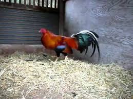 Check spelling or type a new query. Allen Roundhead Gamefowl