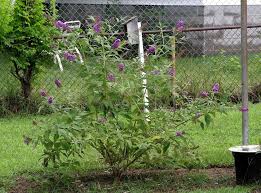 Butterfly bush is an invasive plant, meaning it crowds out beneficial plants that have naturally grown in your community for centuries. Photo Of The Seedling Or Young Plant Of Butterfly Bush Buddleja Davidii Posted By Krobra Garden Org